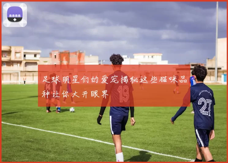 足球明星们的爱宠揭秘这些猫咪品种让你大开眼界